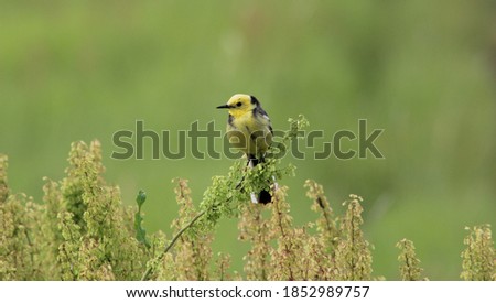 Wild yellow bird on the green background. Motacilla cinerea bird on a branch of tall grass.