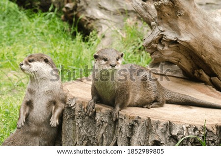 Portrait of a couple of otters