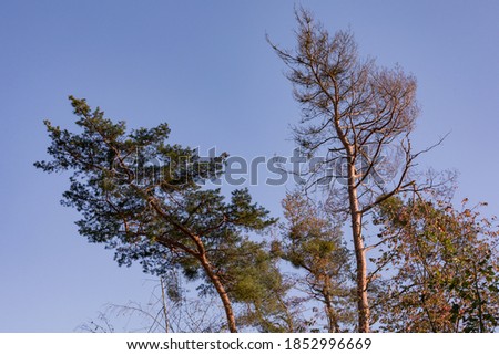 In a German mixed forest in autumn, climate change shows itself with sick trees due to drought and insects