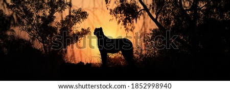 A lone Cheetah stands as a silhouette against an orange sunset jungle scene