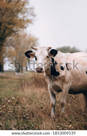 An adult purebred cow of white color with black spots and large horns stands in a clearing against the background of yellow autumn trees. Charming cute country animal from the farm.