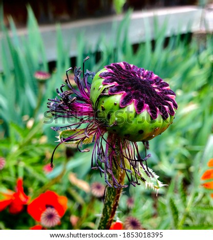 Beautiful Poppy That's Lost it's Peddles and is Preparing to Release it's Seeds (has been color enhanced)
