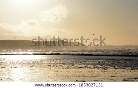Seagulls flying over stormy sea during the golden sunset 
