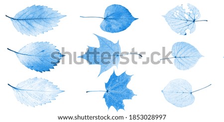 set of blue leaves isolated on white background.