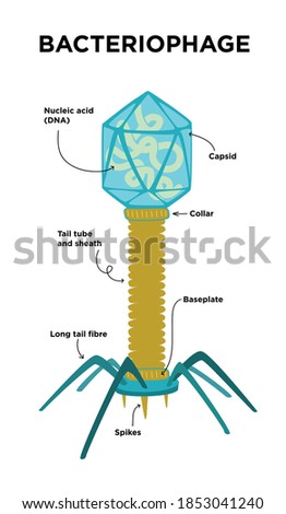 Flat Illustration of Bacteriophage structures and anatomy. Labeled with capsid, DNA, spike, Baseplate. Royalty-Free Stock Photo #1853041240