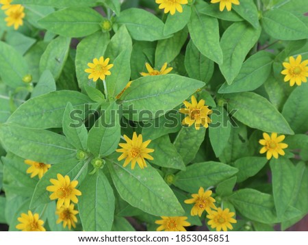 The Million Gold or Butter Daisy (Melampodium divaricatum). The flower is yellow with the crown is a bit orange similar to sunflower but small version. Green leaves. 
