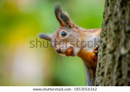 A beautiful funny squirrel on a tree holds a nut in its teeth on a blurry background Royalty-Free Stock Photo #1853056162