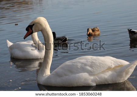 Swans enjoying swimming in lake water selective focus 