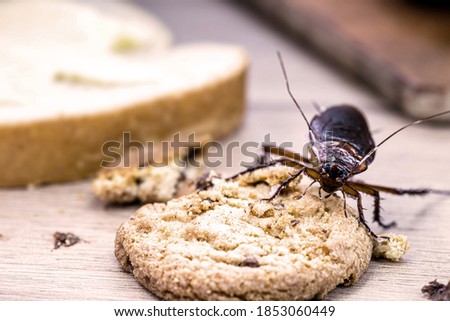 Common cockroach, red and black, feeds on scraps of food on table, American Periplaneta. Insect pest or infection concept