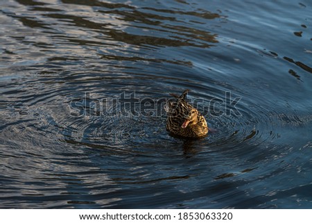Nice young duck sweeming on spring lake water at sunny evening 