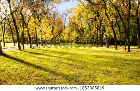 Sunny park in glorious autumn colors, with clear blue sky and the setting sun, a vast green meadow and  trees with red leaves.