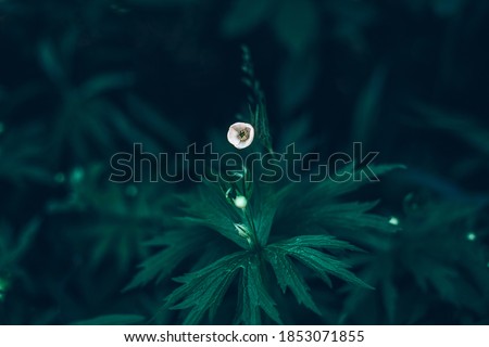Wild white buttercup flower with green leaves outdoor. Beauty in nature. Coloful eco natural background. Textured organic wallpaper. Brave little pretty tender flower in dark forest.