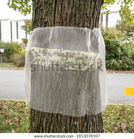 Sticky tape used to trap lanternflies covered in netting to prevent birds getting harmed. Royalty-Free Stock Photo #1853078107