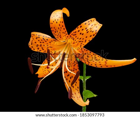 Flower of asian lily, isolated on black background