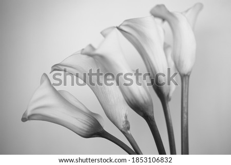 A black and white of 5 calla lily flower. Royalty-Free Stock Photo #1853106832