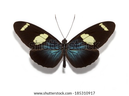  isolated butterfly collection tropical exotic Heliconius sara 