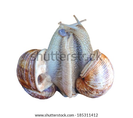 Snail mating, two large snails
