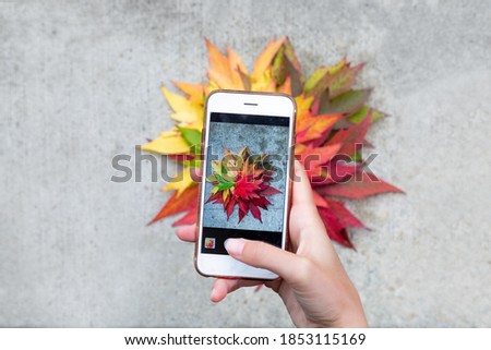 Woman’s hand holding phone and taking photo of Canadian maple leaves on the ground. Smartphone used for picture. Concept about technology, lifestyle, travel and people. 