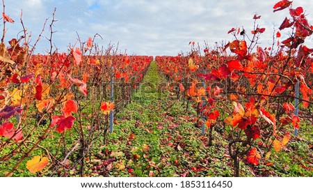 Red leaves on grapes vines plants in France vineyard in autumn