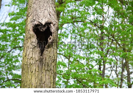 
nest hole in a heart-shaped tree, romantic symbol of love Royalty-Free Stock Photo #1853117971