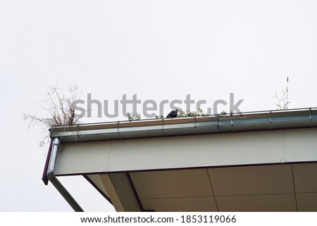 The gutter on the roof of the building that some plants are growing there because the grass or weed seeds that the birds had eaten and dropped on the roof of the building