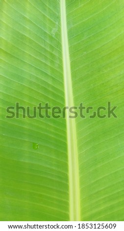 banana leaves have a very bright and beautiful color

￼


