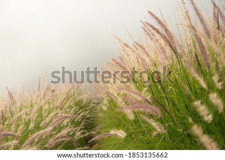 squirrel tail grass field with white foggy background, foxtail meadow in the fresh morning