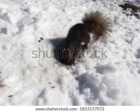 Cute squirrel digging in the white snow at the park (Central Park NYC). Closeup picture.