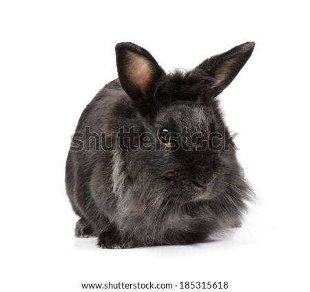 Small racy dwarf black bunny isolated on white background. Studio photo.