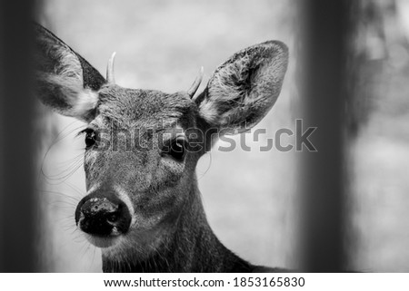 Black and White photo of a Young Whitetail Buck Deer Looking Through a Porch Fence