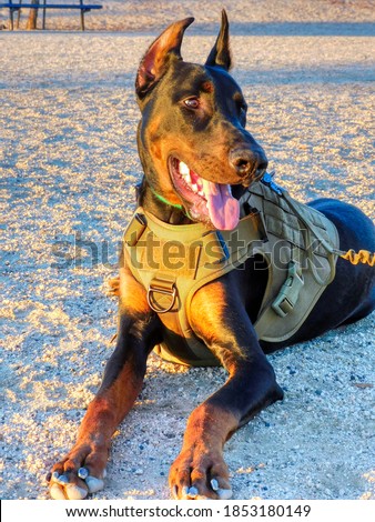 doberman tactical vest
