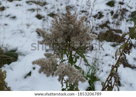Picture of a Snowy Flower in the Outdoors. One of the last flowers alive before the winter months come in.