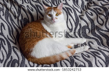 funny ginger cat lies in bed on a black and white bedspread