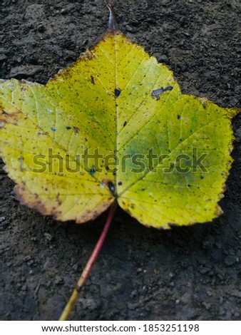 Beautiful picture of yellow leaf