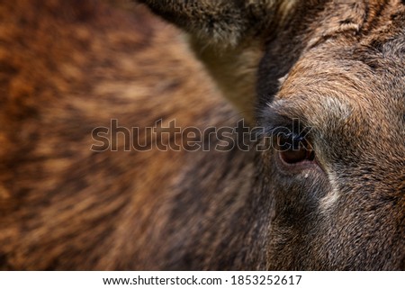 Eye close-up detail portrait of elk or Moose, Alces alces in the dark forest during rainy day. Beautiful animal in the nature habitat. Wildlife scene from Sweden. Coat feather of elk. Royalty-Free Stock Photo #1853252617