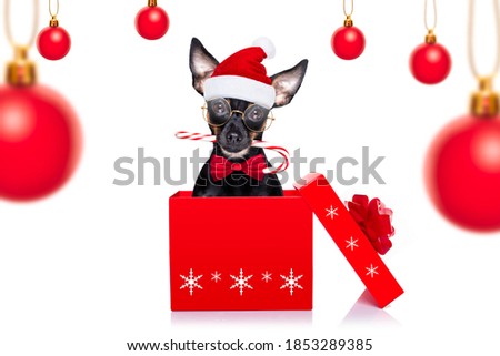 christmas prague ratter , prager rattler santa claus  dog with present  holiday gift box ,isolated on white background,  as a surprise with candy stick