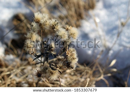 Dry frozen flowers close-up on autumn winter meadow against white snow and yellow grass