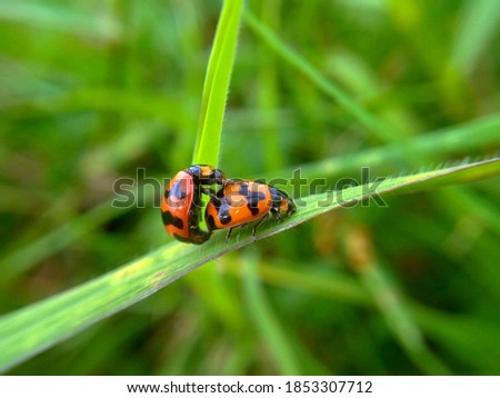Beautiful couple ladybugs being mate on green leaves