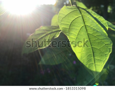 Look at the light through the leaves,Subsurface scattering. Royalty-Free Stock Photo #1853315098
