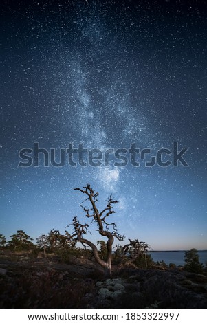 Silhouette of dead tree against epic star sky