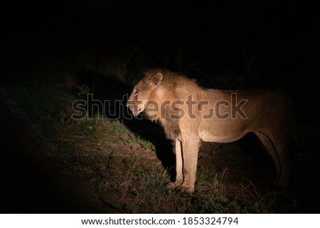 Lion stay in the wild at the night