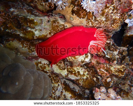 Spanish dancer - sea slug, Red Sea, Egypt, underwater photograph

