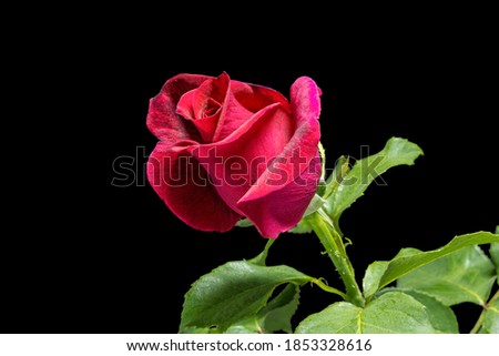Red flower of rose, isolated on black background