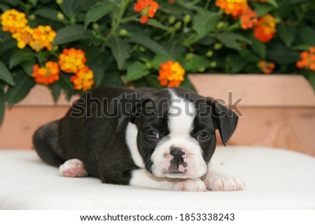 Cute puppy boston terrier lying in front of flowers