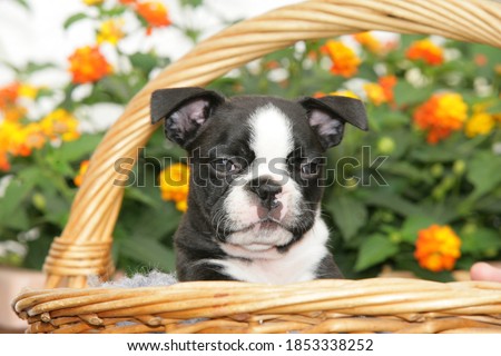 Cute puppy boston terrier sitting in a basket in front of flowers