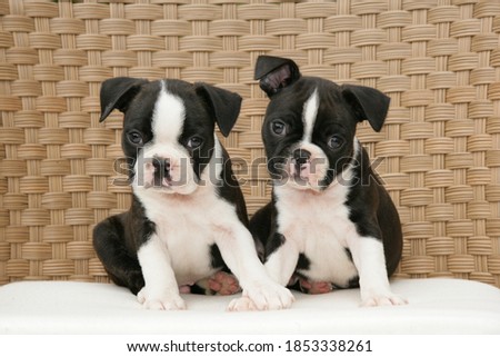 Two cute boston terrier sitting on a chair