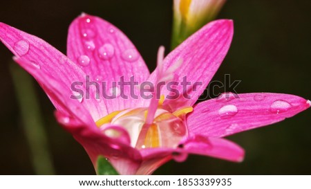Close up of Zephyranthes Rosea flower, commonly known as Pink Rain Lily or Rose Zephyr Lily
