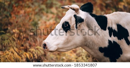 Charming cute country animal from the farm. Large portrait of a thoroughbred adult cow of black and white color with large horns. Photo of a bull for a poster or calendar. Beautiful horizontal banner.