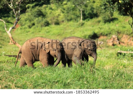 Asian Elephant, Twin, Young Elephant run in the wild