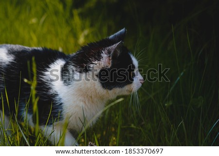 A closeup of a curious hunting black-and-white cat on the green grass background
